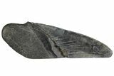 Partial, Fossil Megalodon Tooth Paper Weight #144402-1